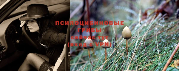прущие грибы Армянск